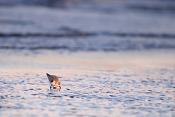 drieteenstrandloper (Calidris alba) 2-2019 7768